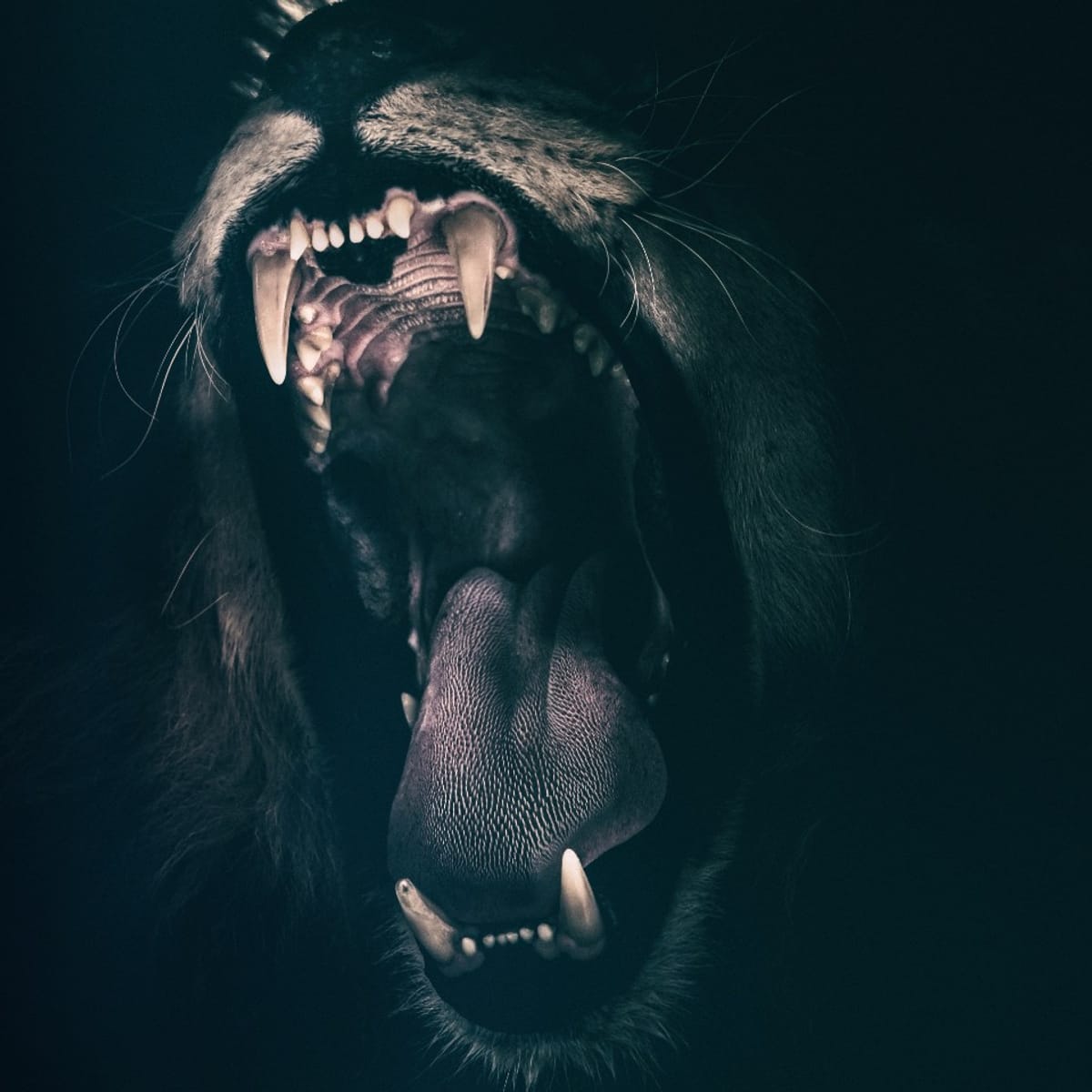 Lions