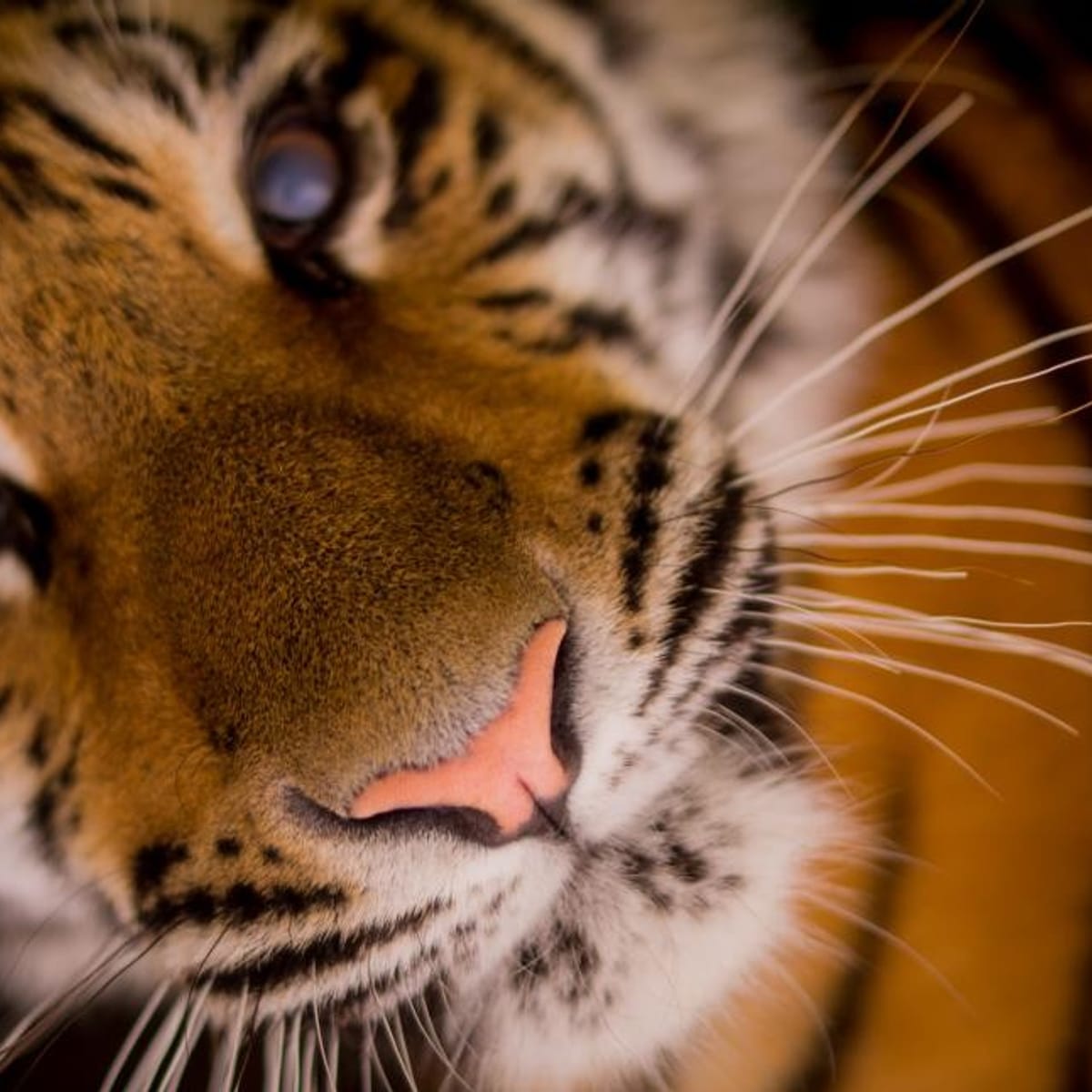 Tigers