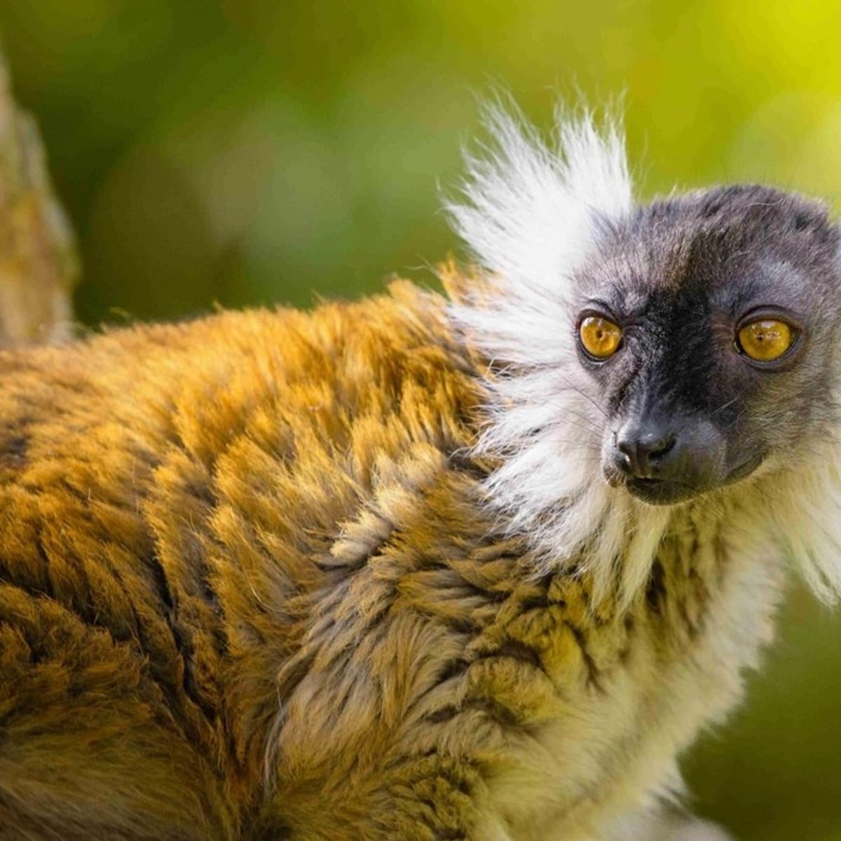 Lemurs