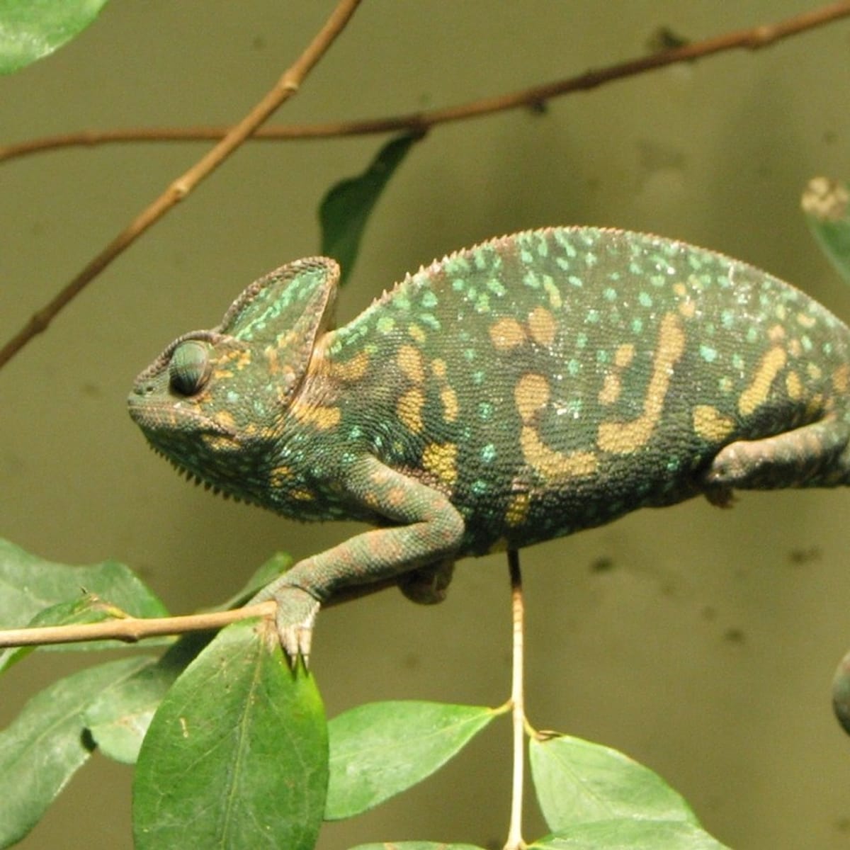 Chameleon