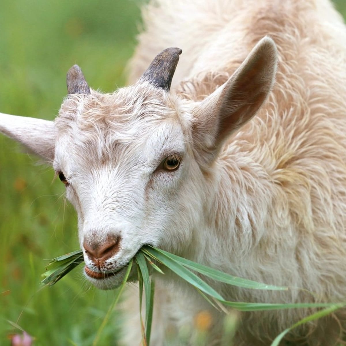 Farm animals
