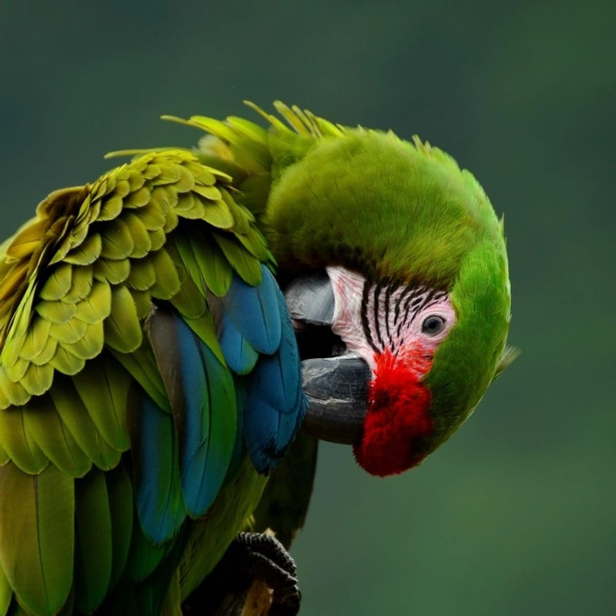 Macaws