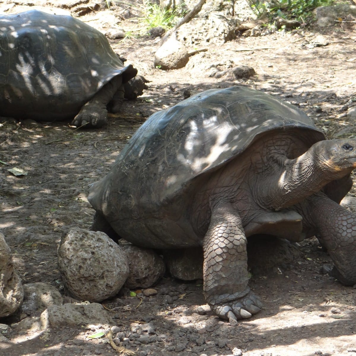 Giant tortoise