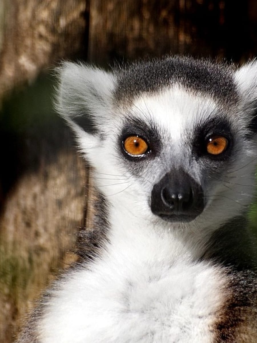 A ring-tailed lemur at Jacob's Zoo