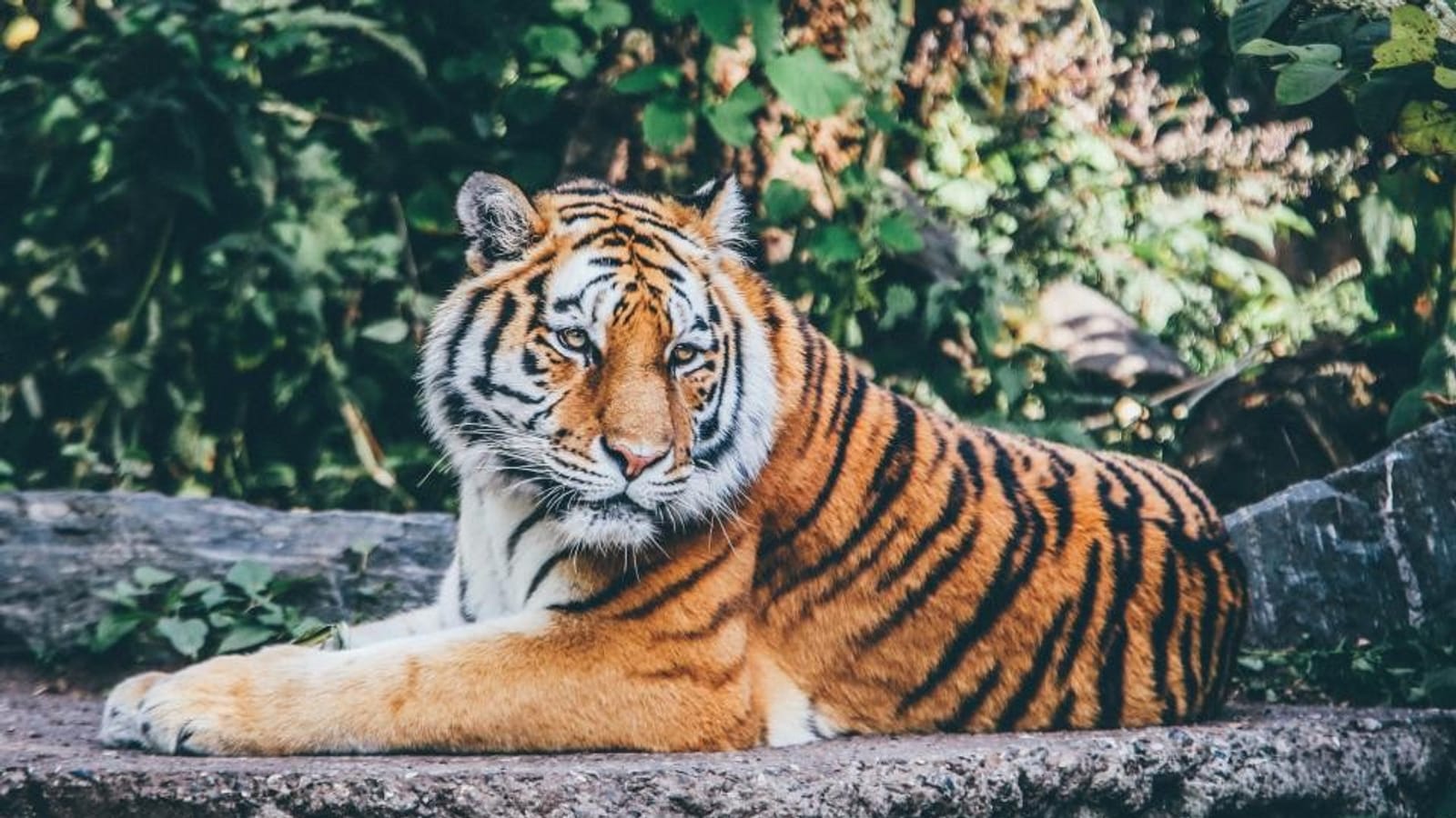 Big Cats
