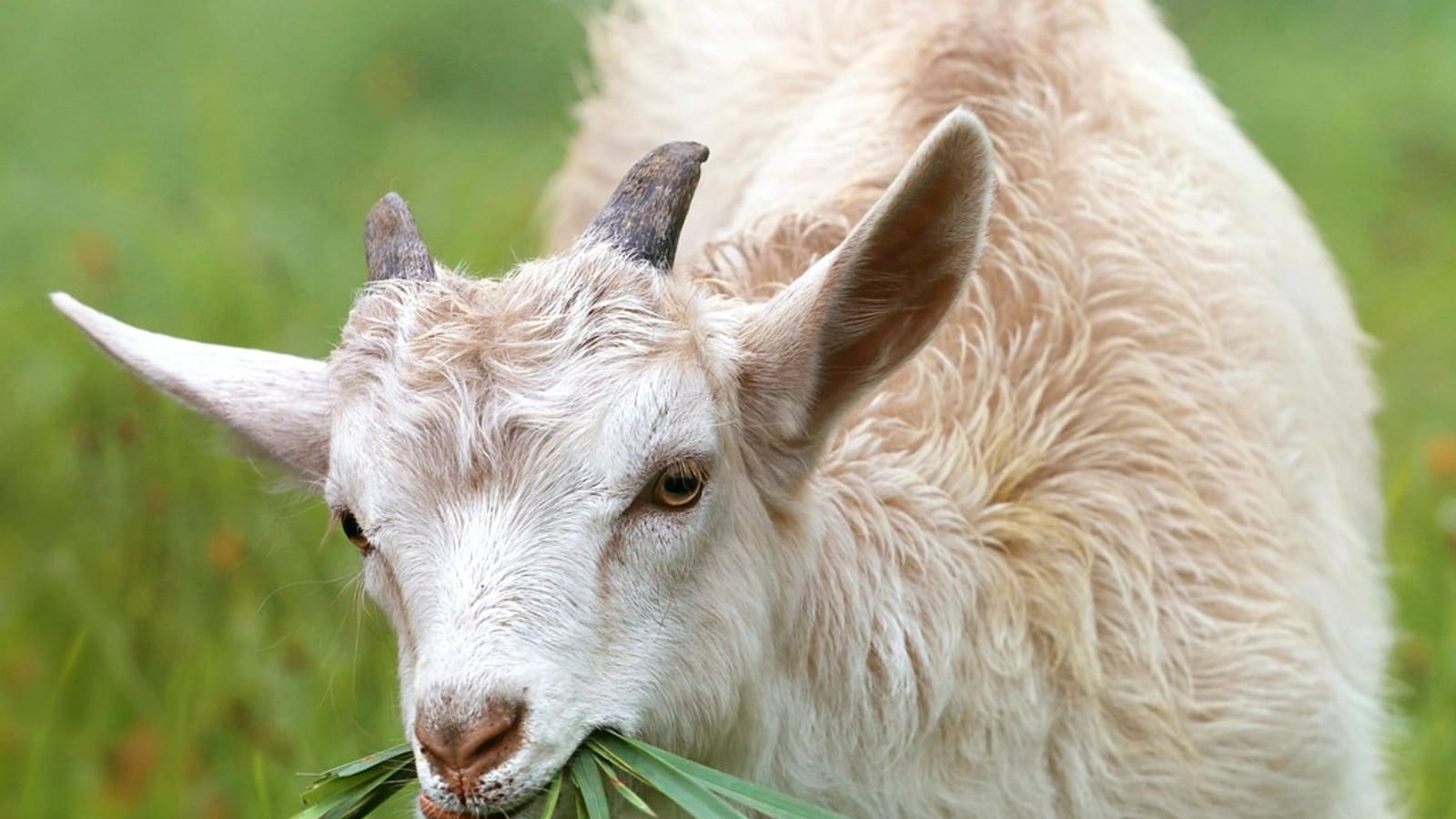 Farm & Petting Zoo