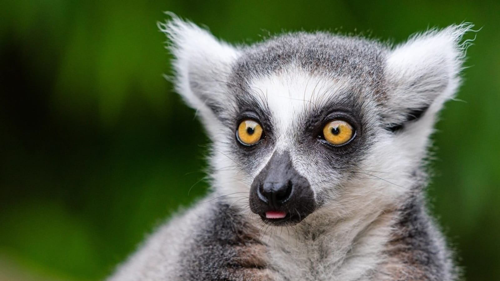Primates