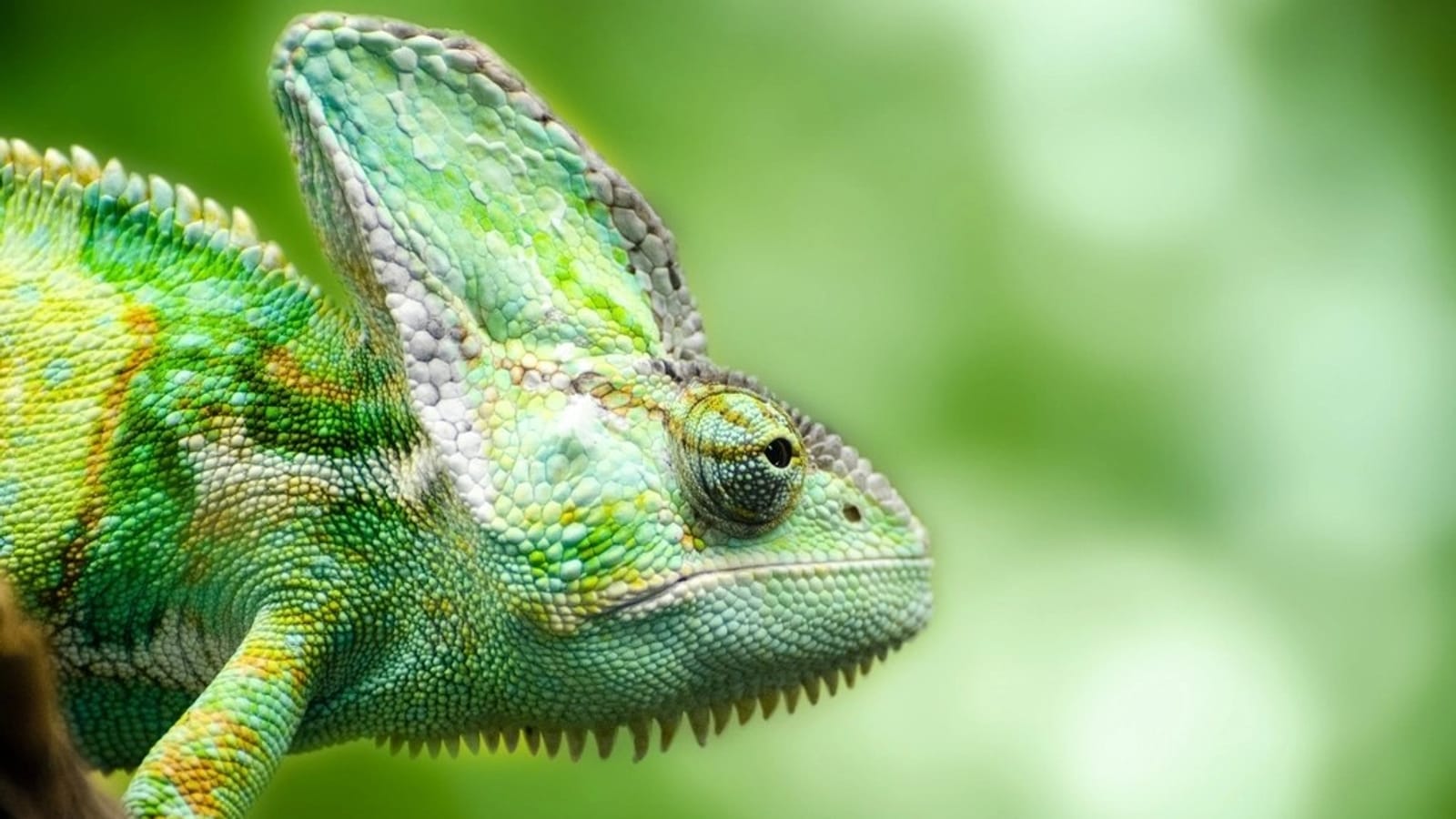 Reptile House