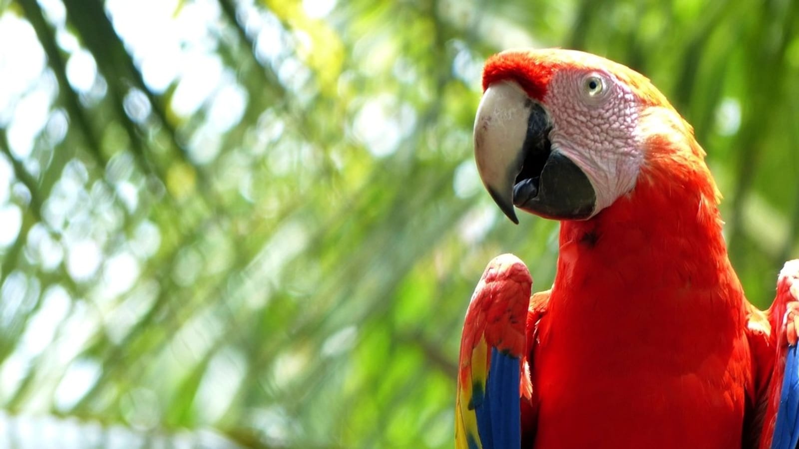 Tropical Aviary